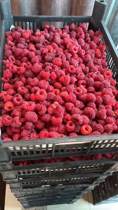 Продам саженцы малины и ежемалины разных