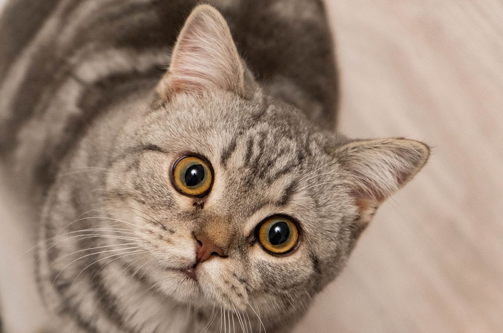 Отдам в хорошие руки