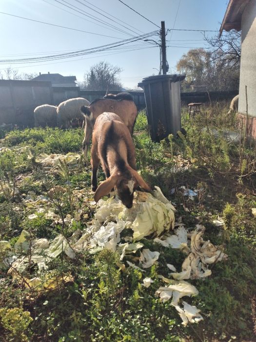 Caprita anglonubian de 8 luni montata