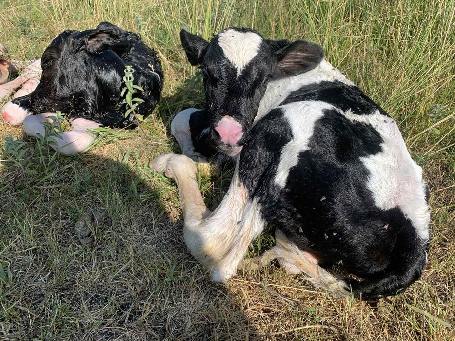 Vând tăurași sugari.