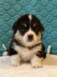 Mascul tricolor Welsh Corgi