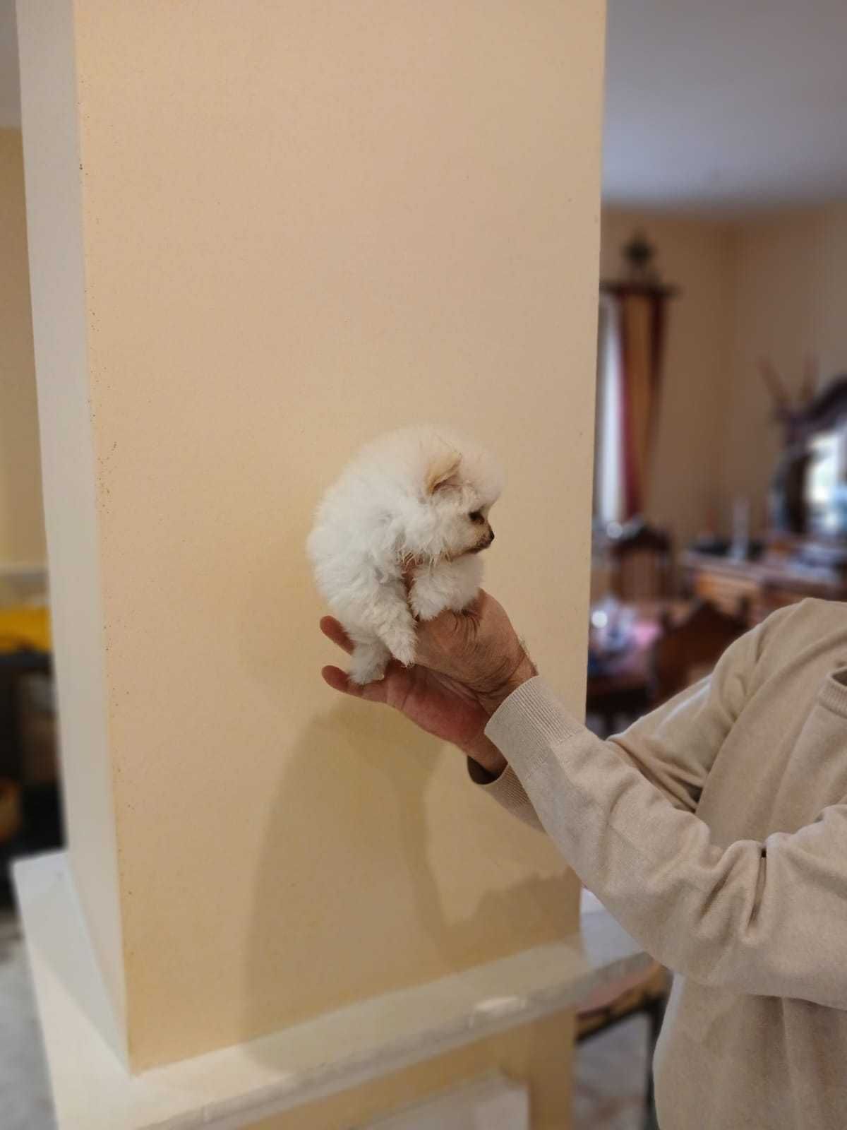 Pui Pomeranian toy alb