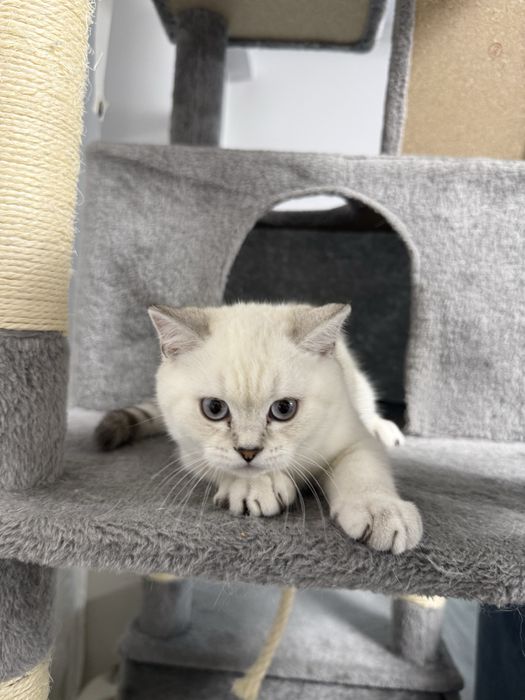 Baietel British Shorthair
