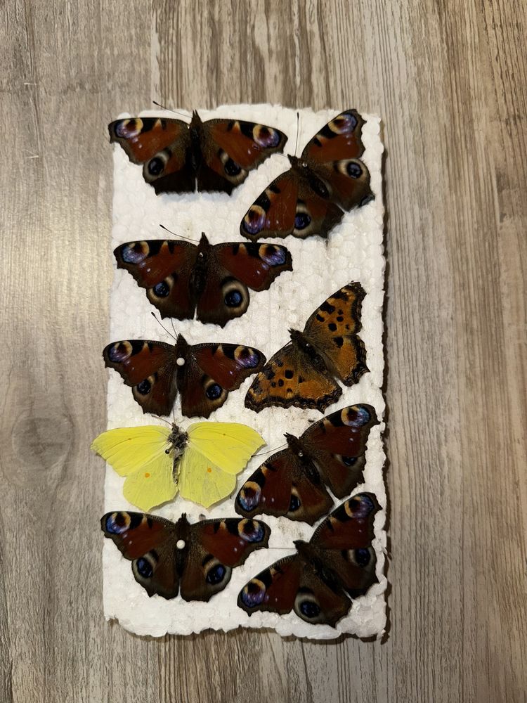 Препарирани пеперуди