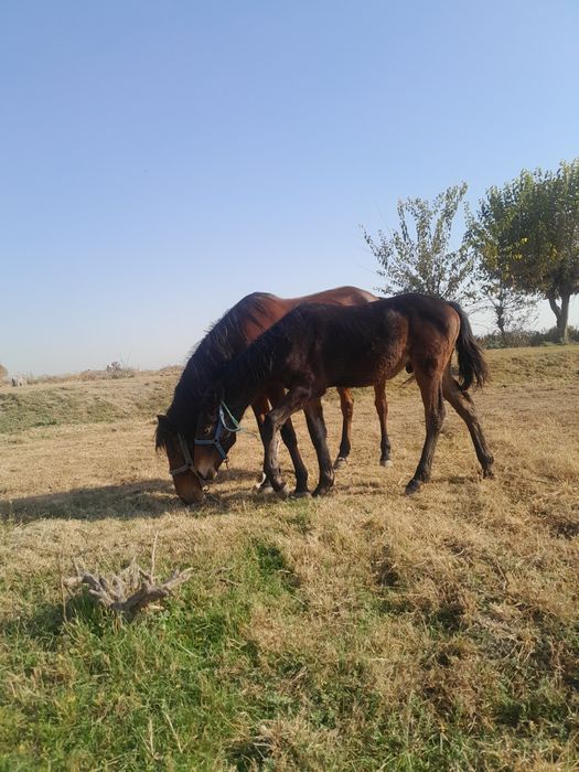 Toy sotiladi erkak 7 oylik yaxshi otdi bolasi