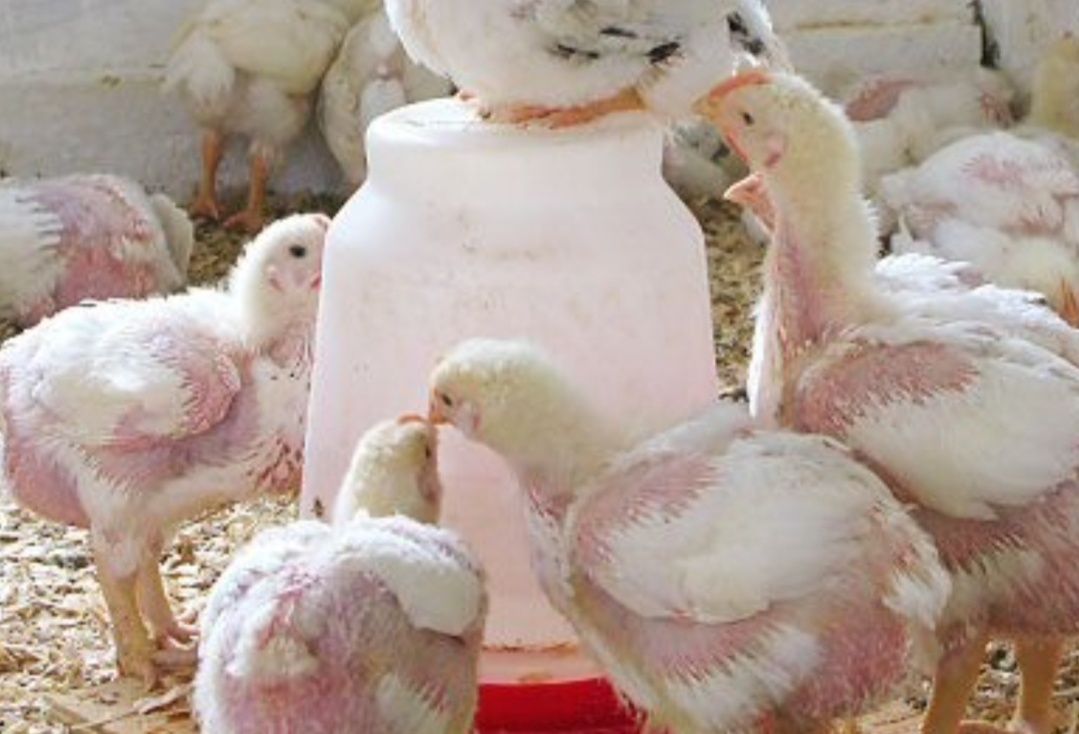 Гусята утята цыплята бролеры куры несушки поросята разных возрастов