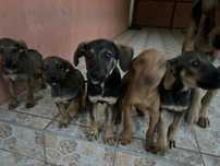Donez caini 3 luni