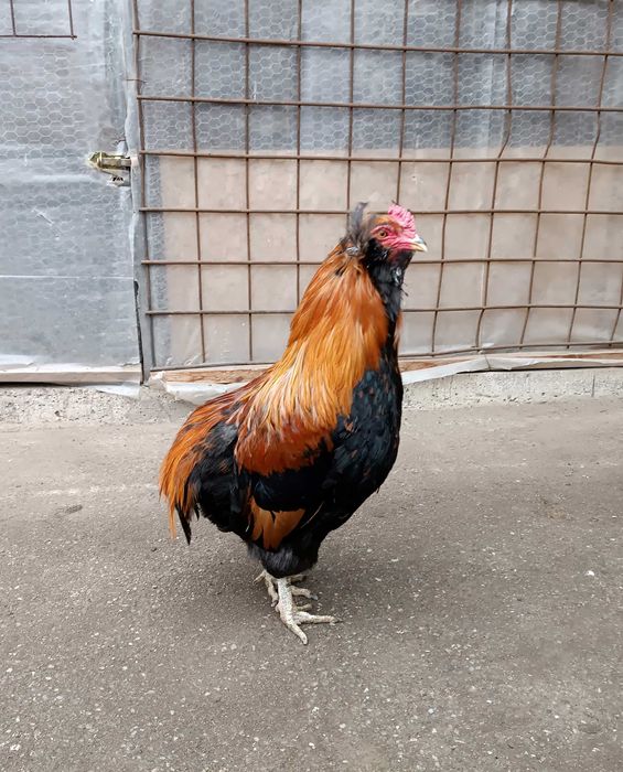 cocos araucana  gat auriu