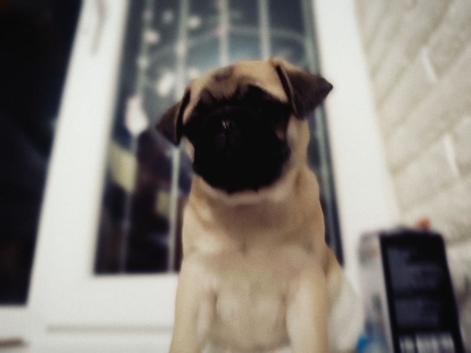 Продам мопсиков девочки