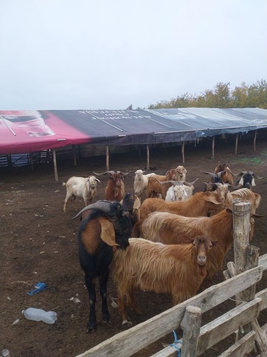 Vând iezi și țapi