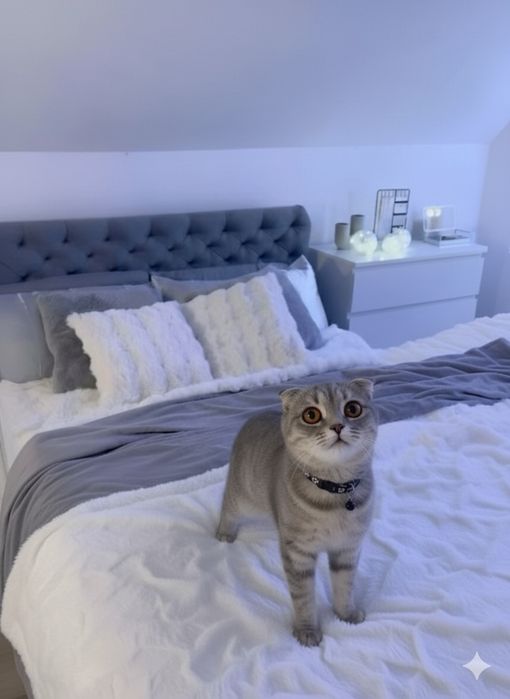 Scottish Fold Shotlandski mushukcha Sotiladi, Juda shustri!