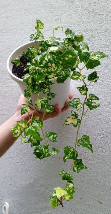 Хедера ( Hedera Golden Jytte). Экзотические ампельные и вьющиеся цветы