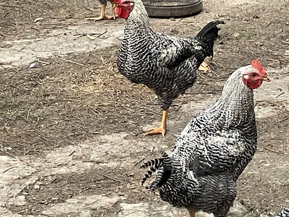 Петлета за месо на 7 месеца