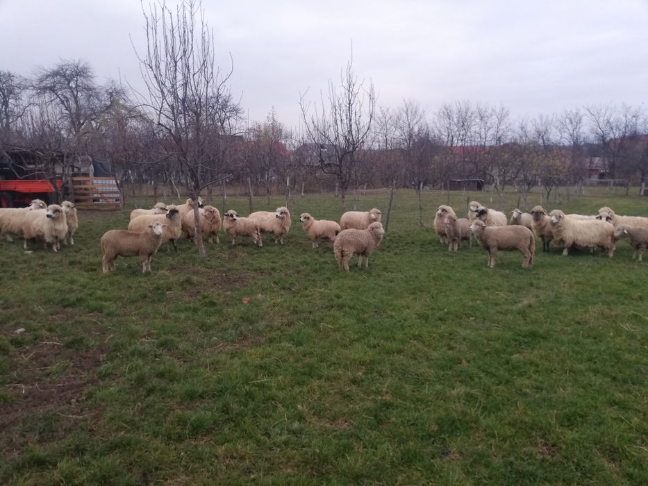 Vând oi și un berbec