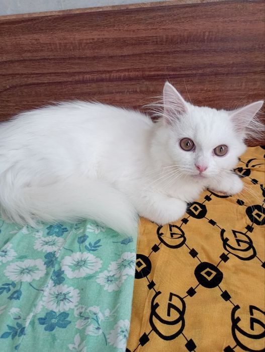 Белоснежный котёнок мальчик 4 мес.