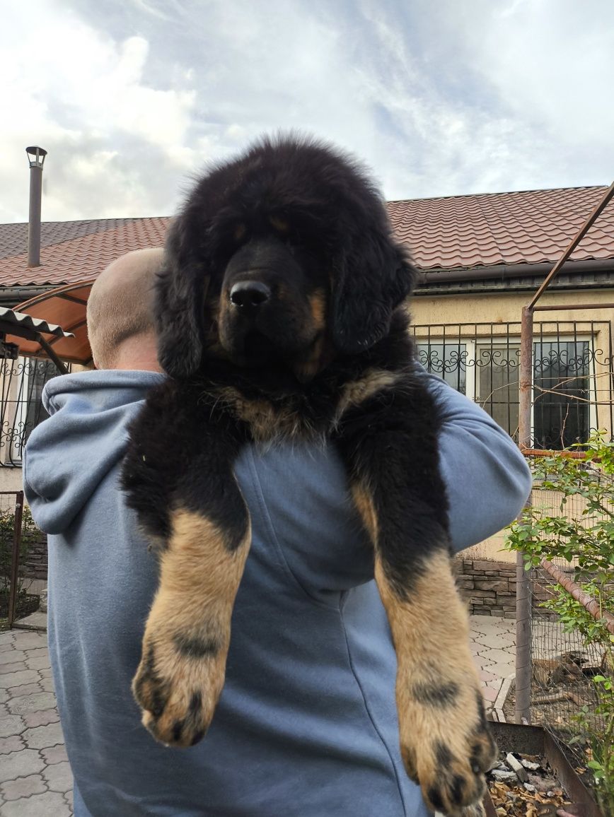 Тибетский Мастиф