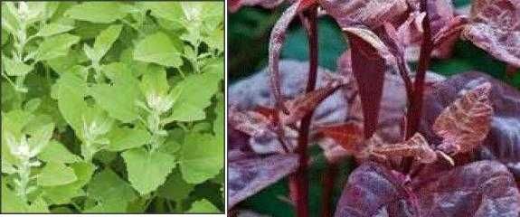 seminte loboda verde/rosie - plic 0.4grame/ 2plicuri=20lei