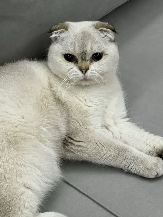 Шотландская вислоухая кошка (скотиш-фолд)