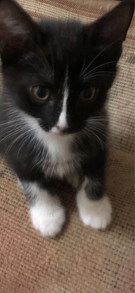 Котята 2 месяца Домашние!