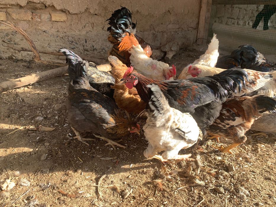 Xoroz jojala sotilad