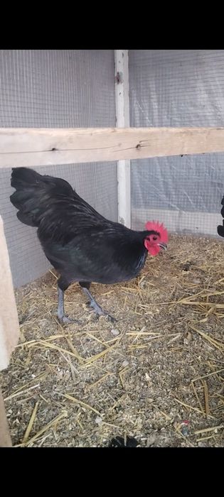 Astralop karlik xorozchalar