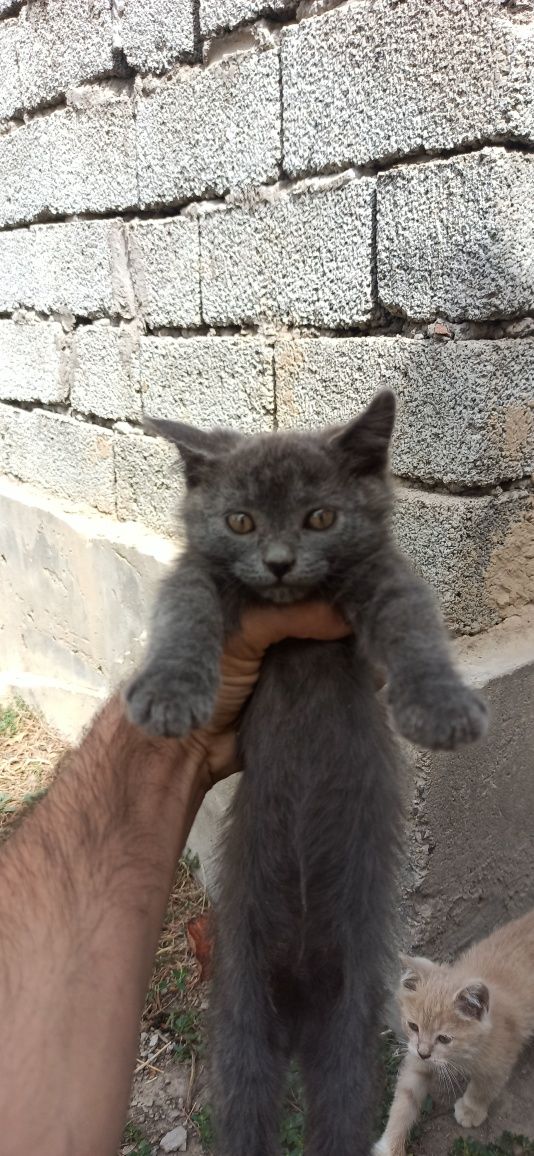 Yaxwi qaridigan odamga hadiyaga beramiz. 5 ta muwuk bolasi bor