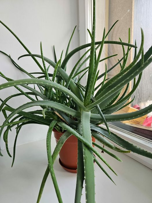 Продам Алое возраст 4 года