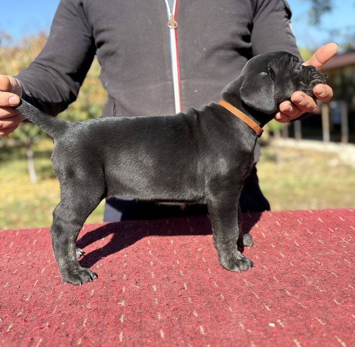 Cane Corso-Pedigree tip A