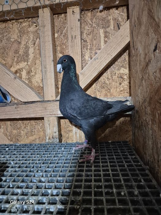 VOIAJOR GERMAN de frumusete