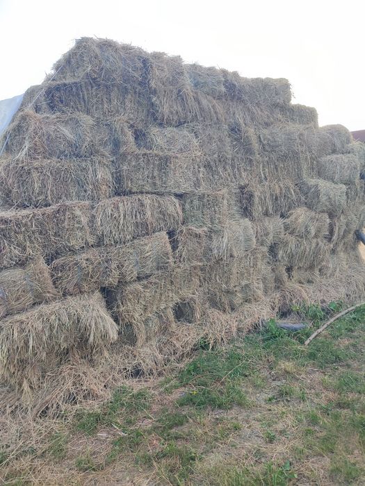 Baloți fân cu puțină lucernă prin ei.