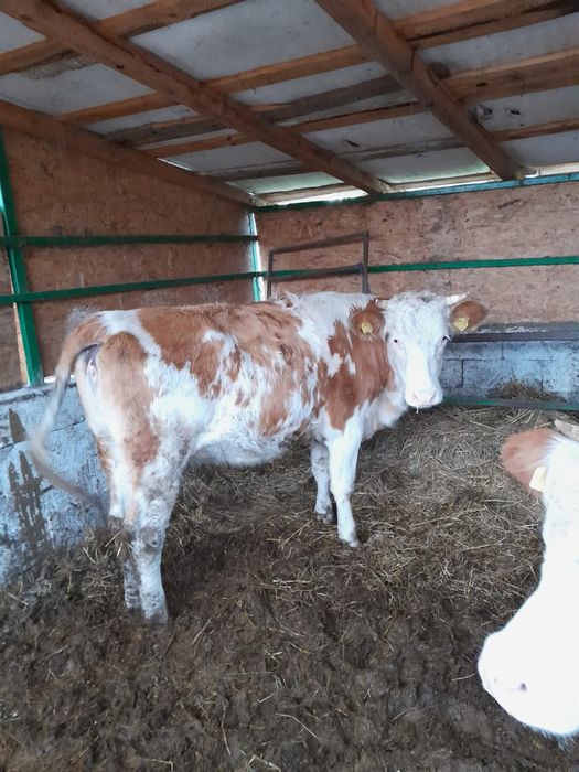 de vânzare junică gestantă de 5 luni