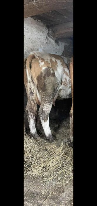 Vând 4 vaci baltate românești dintre care una are o vitea