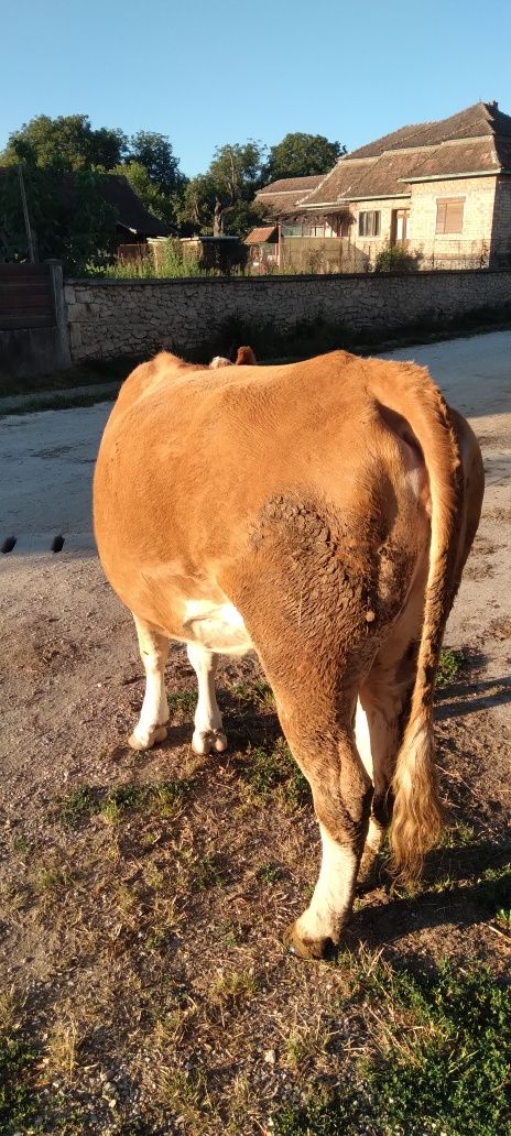 Vând vaca la a doua fătare acte in  regula