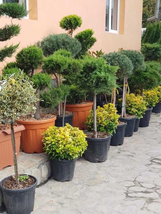 Gazon rulou plante ornamentale