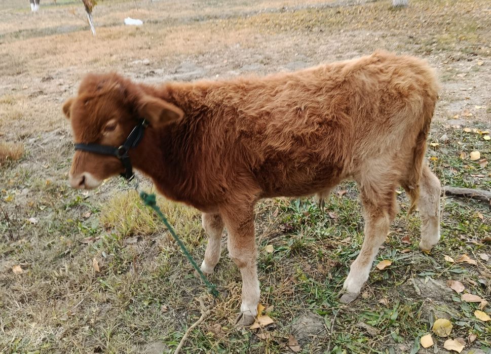 2 ta yosh sutga toʻygan sogʻlom buqachalar