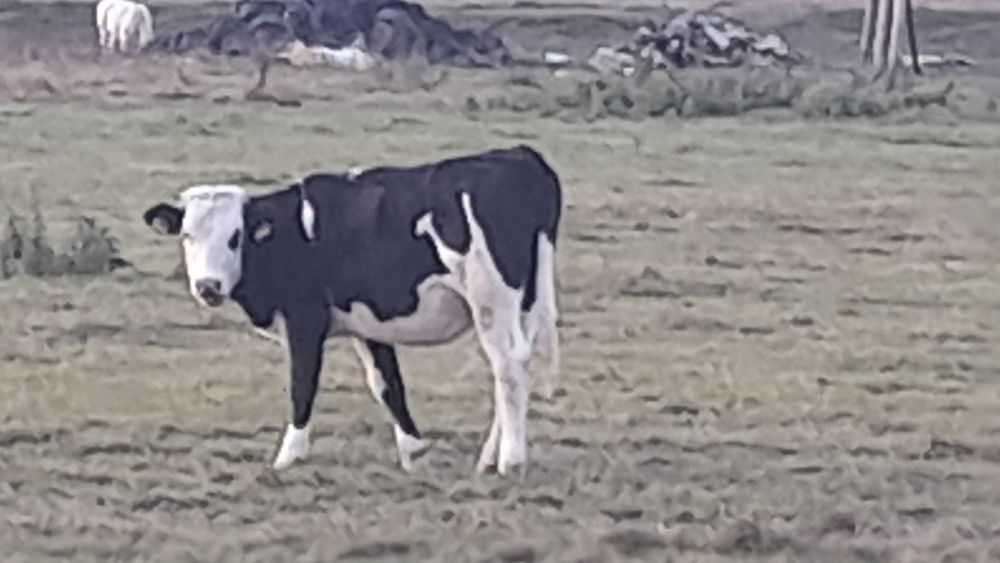 Balțată Românească 4900bucata