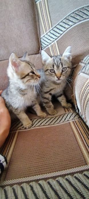 Продам котят 2 месяца
