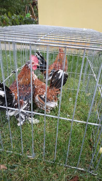 Cocosi mii de flori, 2025