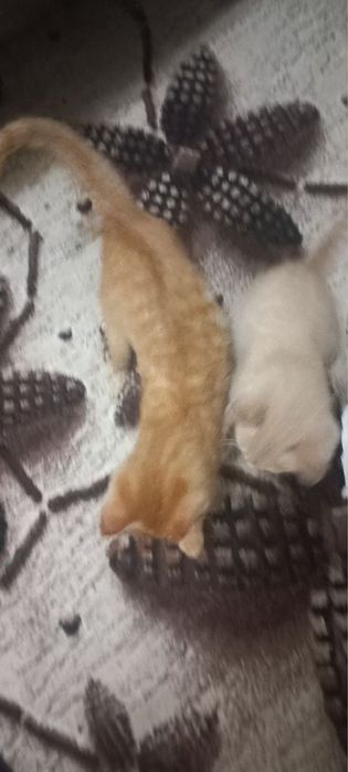 mushuklar hadya qilamiz