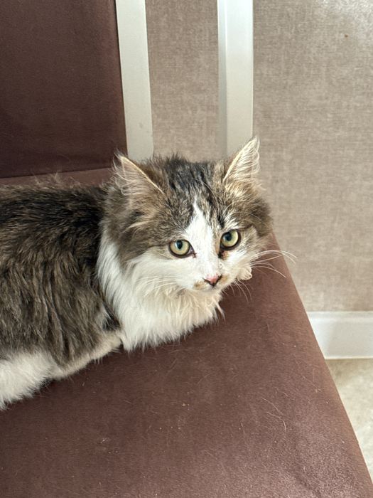 Котенок ищет дом