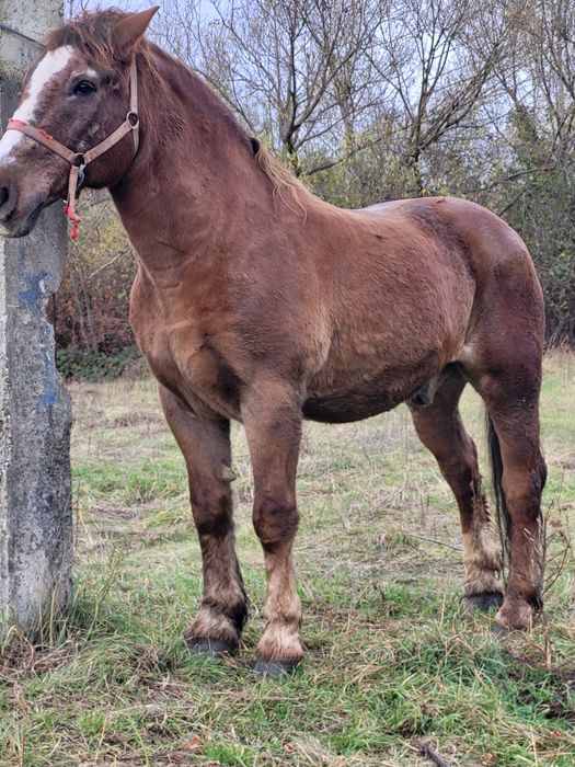 4 caii castrati de vanzare