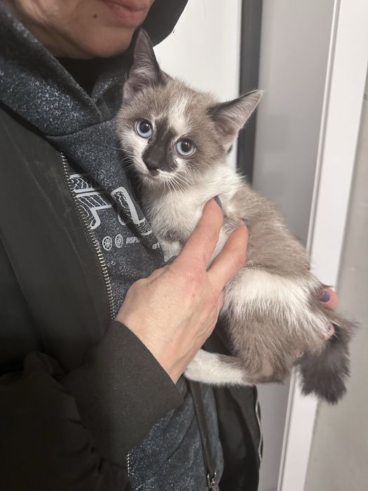 Котенок ищет дом или передержку