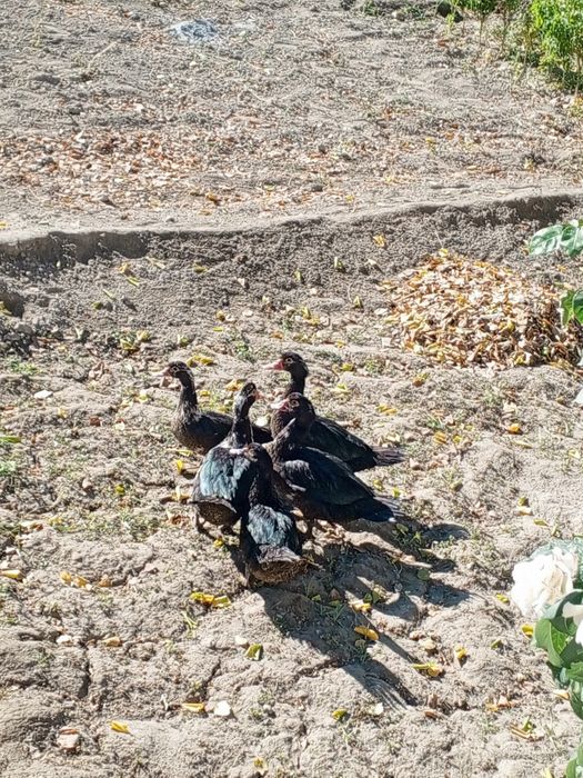 Индийский урдак сотилади. Бахорги жужалар