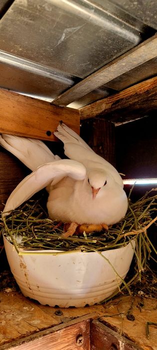 Turturele răzătoare