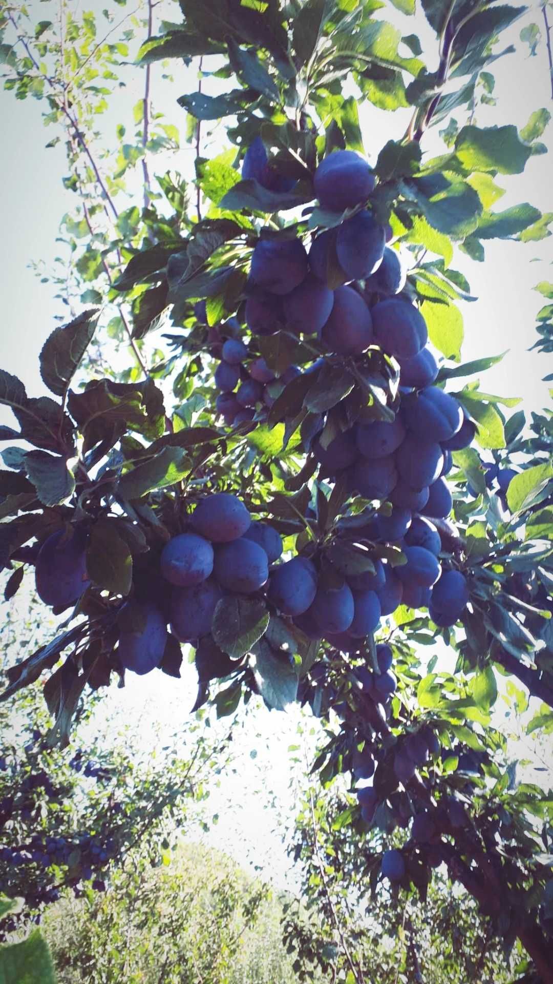 Prune stanley de vânzare