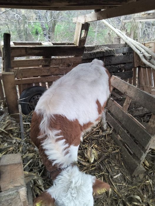 Vita de vânzare 5 luni preț 5300 ron