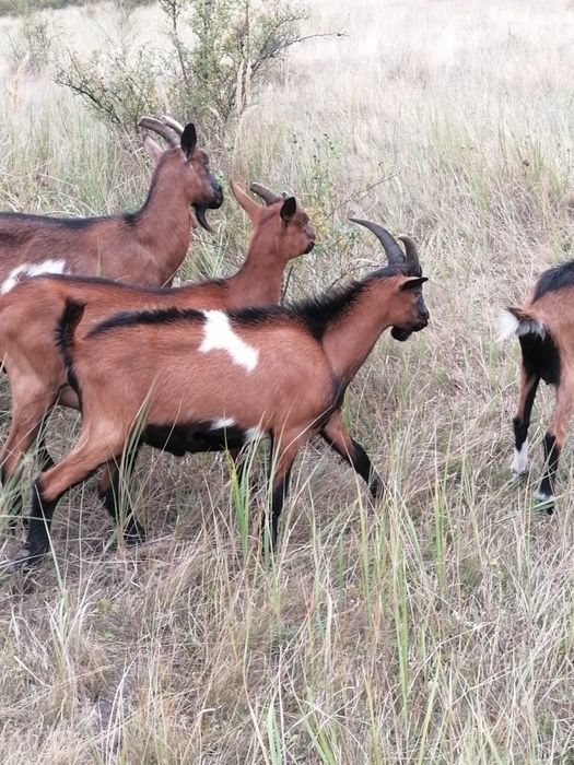 Vând ied din primavara rasa Alpin Francez