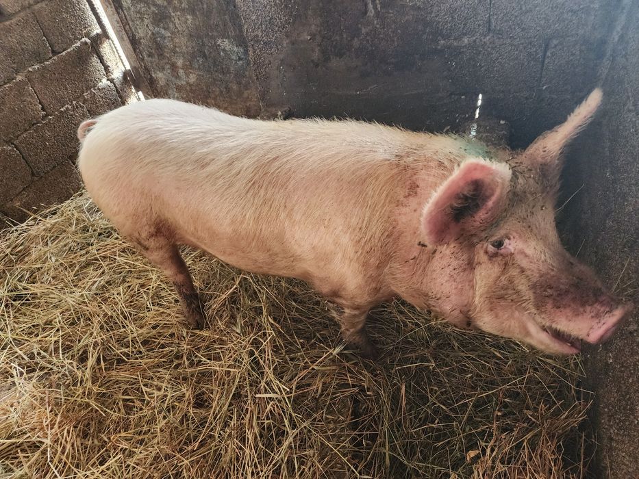 Продаю свиней домашние