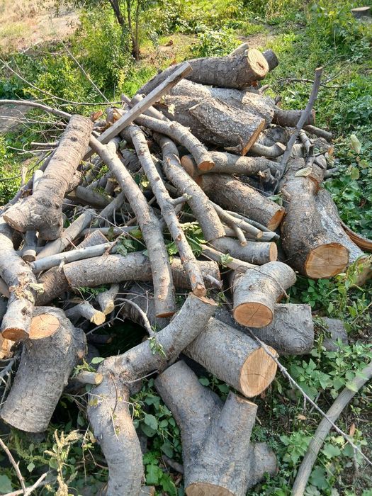 Утинлар бор киргилида