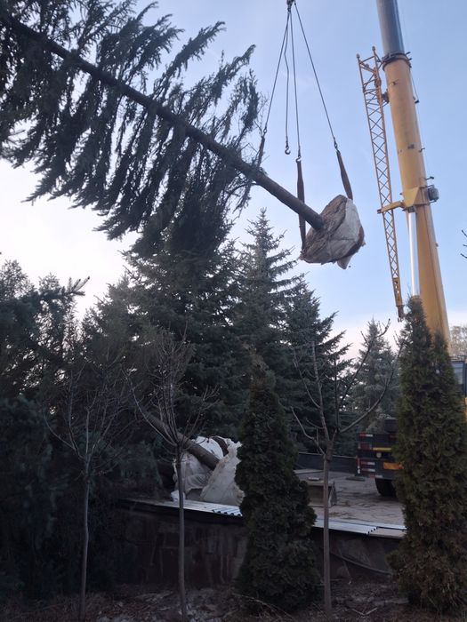 Посадка и пересадка деревьев спил деревьев посев газона посев газона